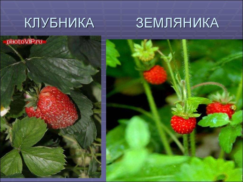 Чем отличается клубника от виктории: есть ли разница между ягодами