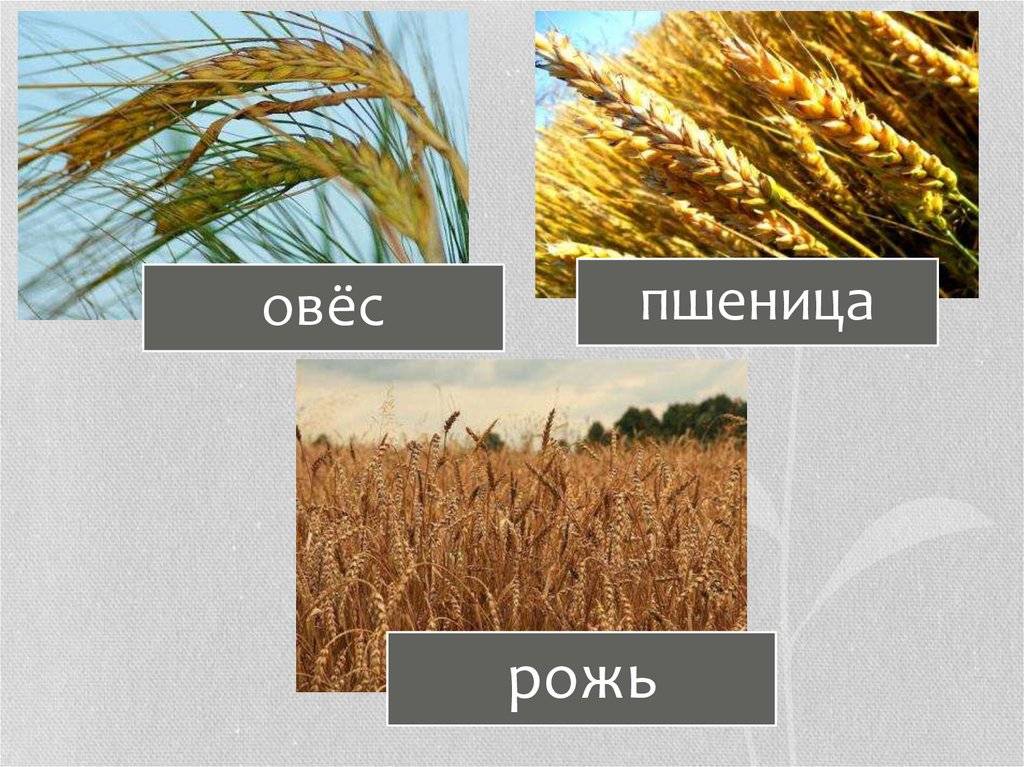 Что выше рожь или пшеница. внешний вид и использование ржи