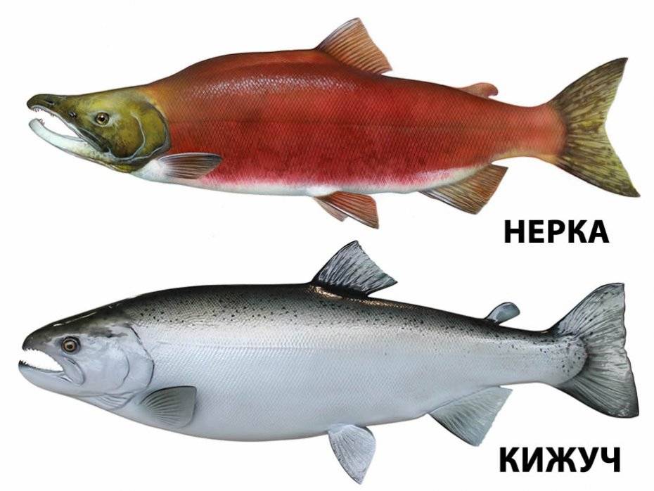 Какая рыба вкуснее и полезней? кижуч, кета или горбуша, что выбрать? чем горбуша отличается от кеты, лосося, нерки и кижуча