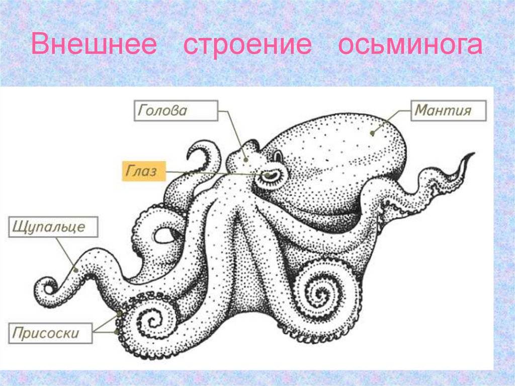 В чем отличия кальмаров и осьминогов и есть ли разница, сравнение моллюсков