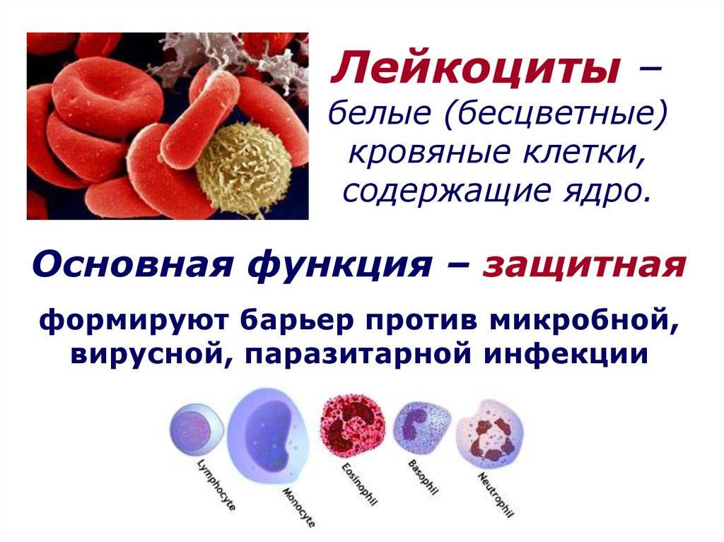 Подсчет эритроцитов и лейкоцитов - med24info.com