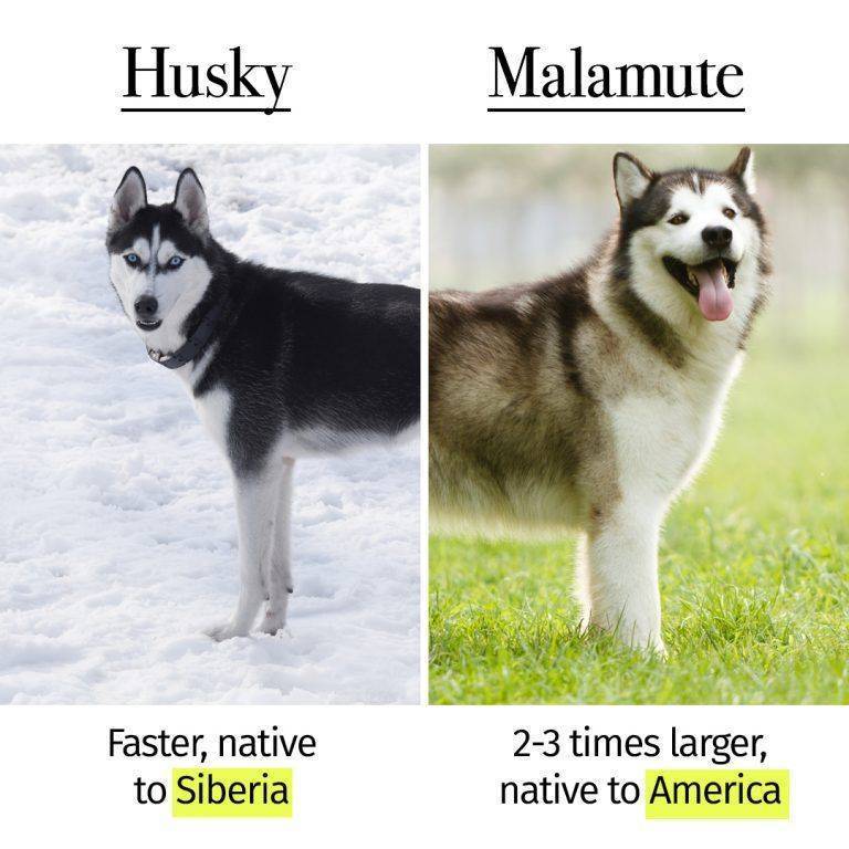 Маламут и хаски: 12 отличий с понятными фото