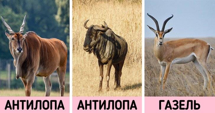 Газ 2752 "соболь" технические характеристики, двигатель и расход топлива, размеры схемы и отзывы