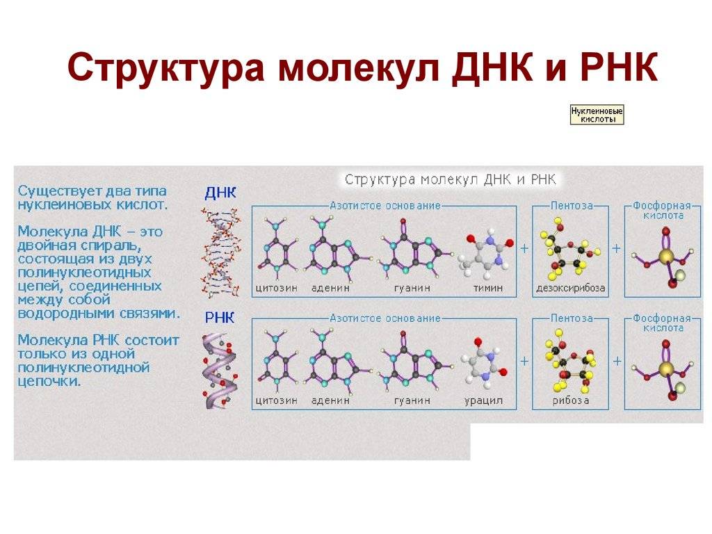 Чем отличается днк от рнк