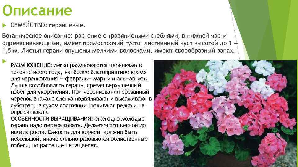 Чем отличается герань от пеларгонии?