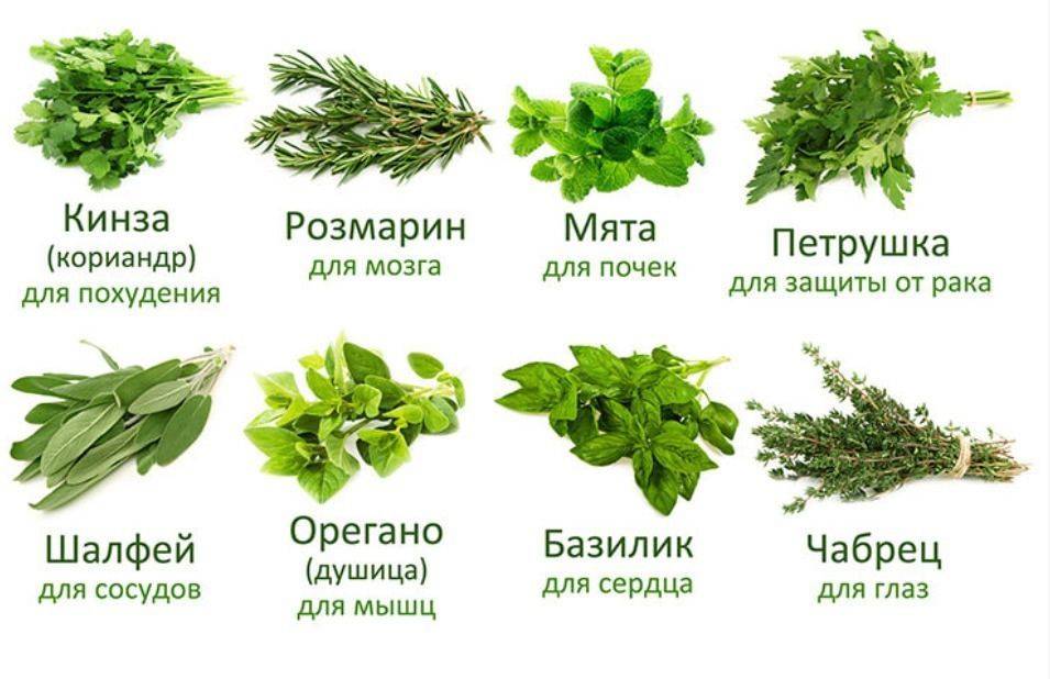 Растение орегано, что это за приправа и где ее применяют