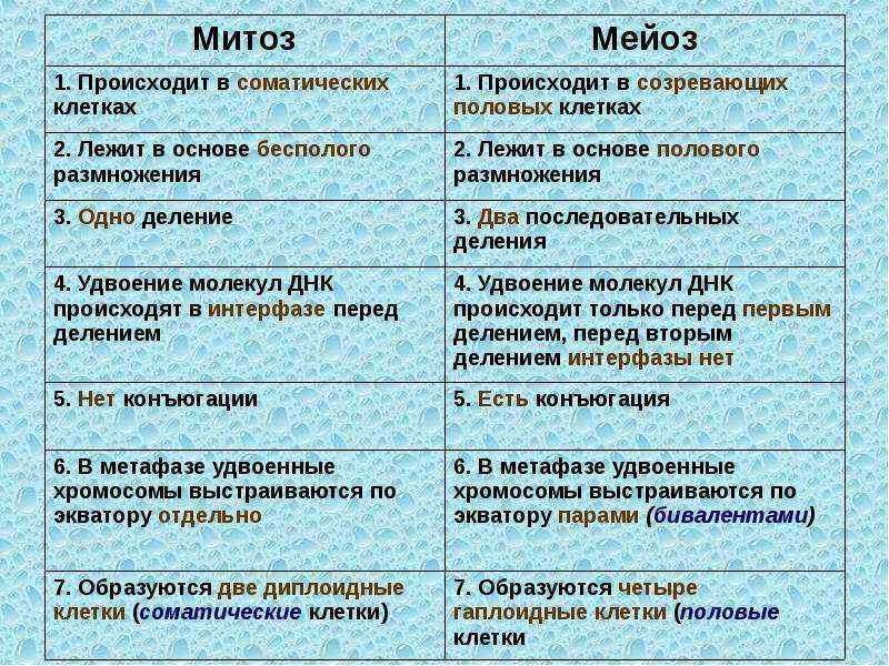 Мейоз | наука | fandom