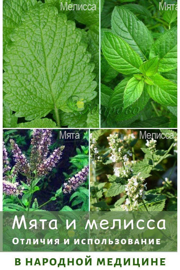 Мята и мелисса: в чем разница и отличия, что полезнее с фото