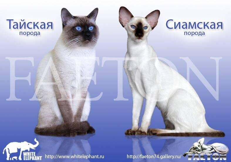 Тайская кошка и сиамская кошка — отличия между породами