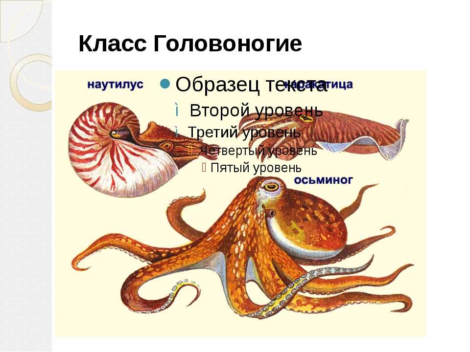 Тип моллюски. класс брюхоногие. класс двустворчатые. класс головоногие. – биология-репетитор – kaz-ekzams.ru