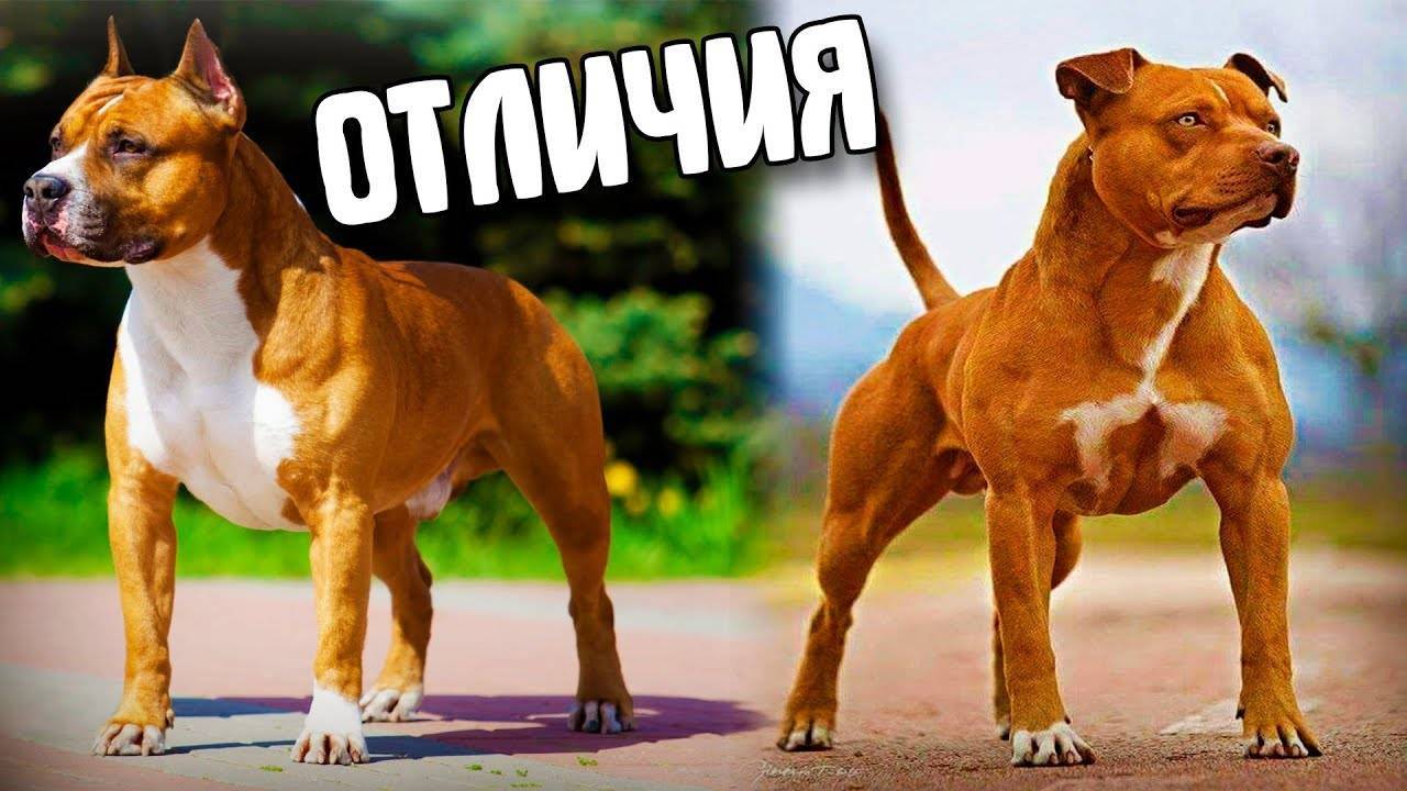 Амстафф и питбуль - отличия пород, фото, советы по выбору
