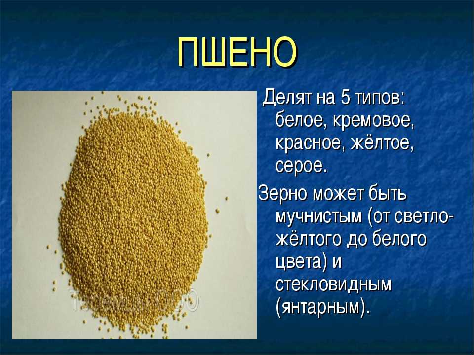 Просо лучше пшеницы?