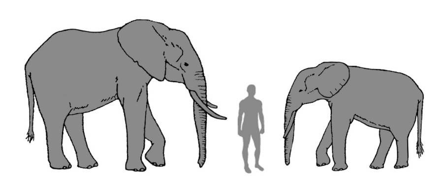 Слоны (лат. elephantidae)