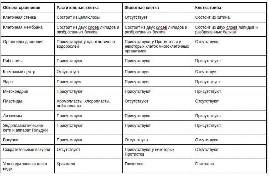 Детальное сравнение растительной и животной клетки. сравнение особенностей растительной и животной клетки