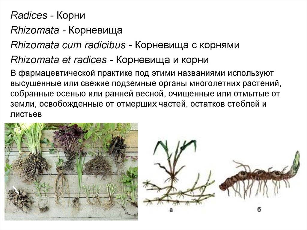 В чем отличие корневища от корня. как отличить корень от корневища