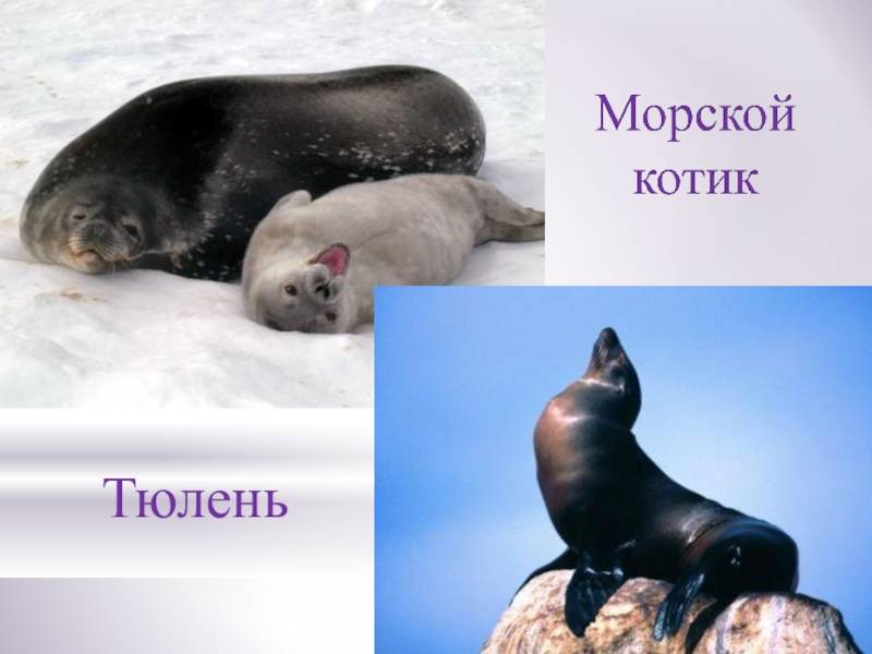 Тюлень 🔥 описание животного, особенности, виды, образ жизни