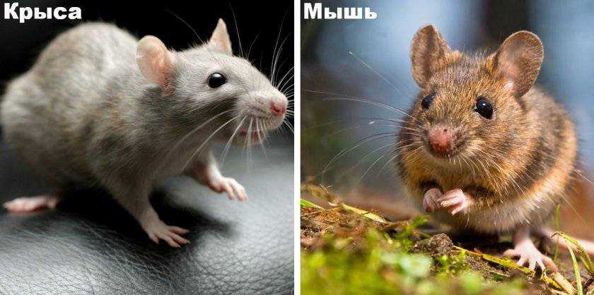 Мышь и крыса: чем отличаются, кто из них сильнее, как выглядят