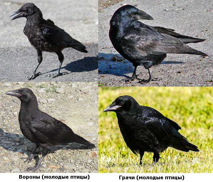 Грач и ворона: сходство и чем они отличаются?