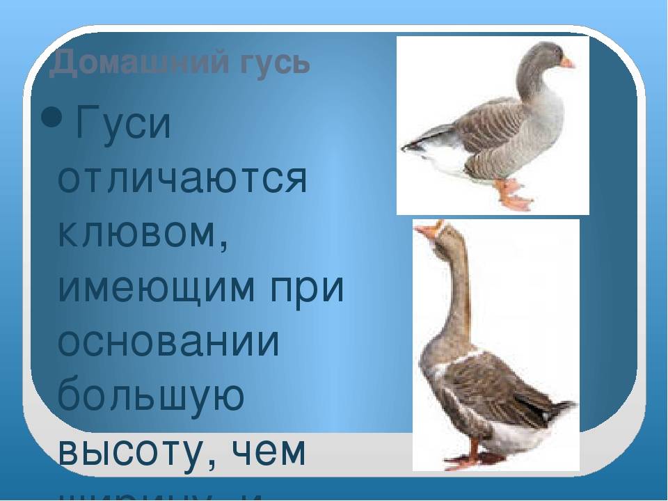 Как безошибочно определить пол у гусей? | фермер знает |
