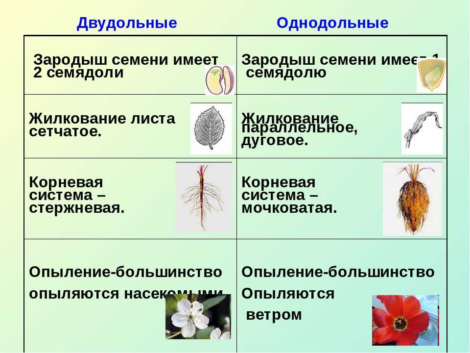 Семя фасоли отличается от зерновки пшеницы тем что у него - у дачки