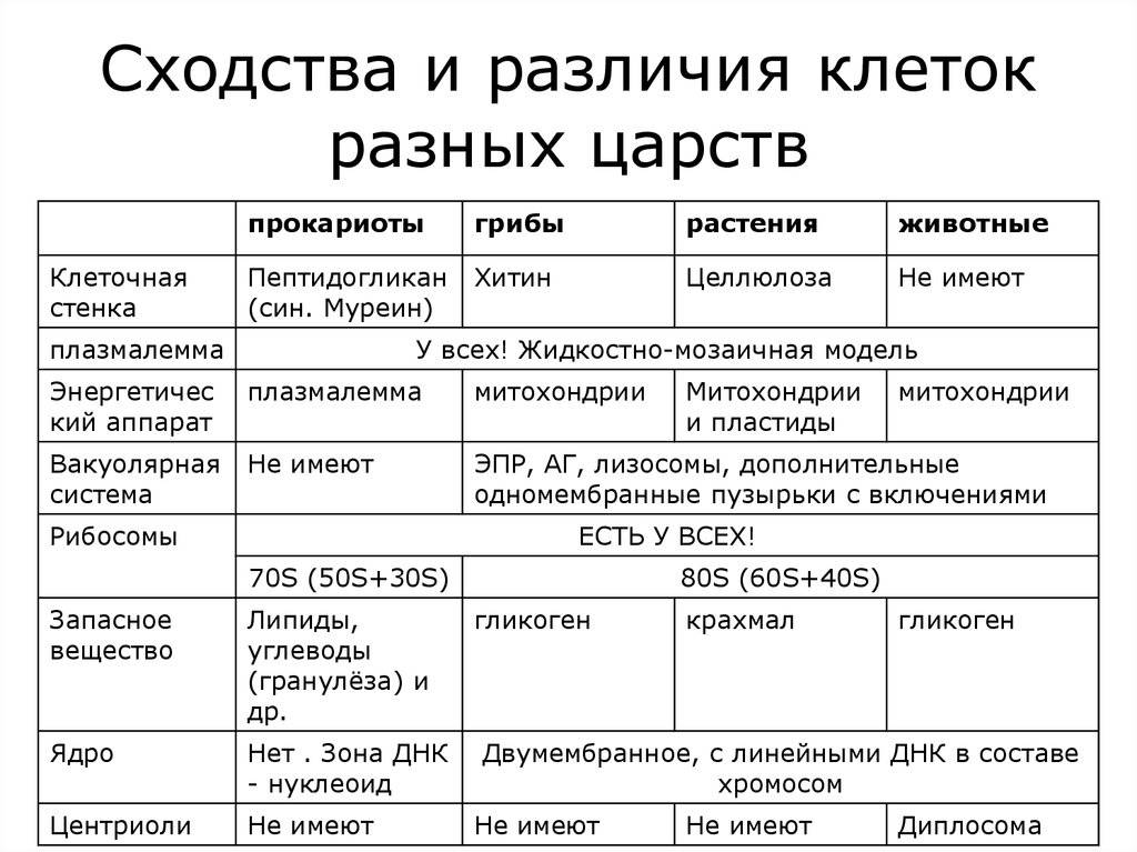 Отличие спор бактерий от грибов: в чем разница