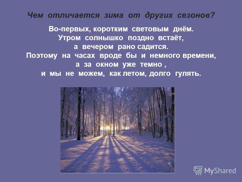 Чем отличается зимний лес от летнего: особенности и отличия