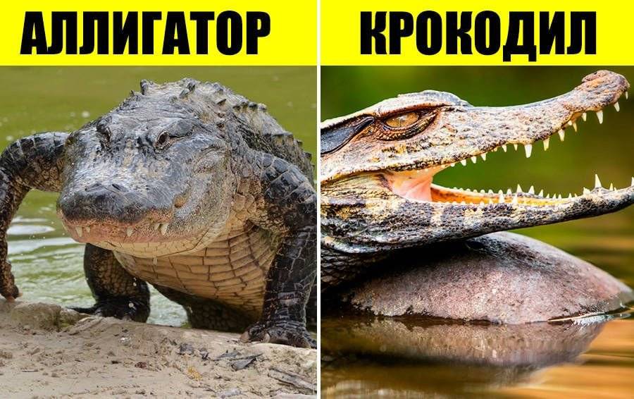 Разница между кайманом и крокодилом. чем отличается кайман от крокодила: особенности и отличия