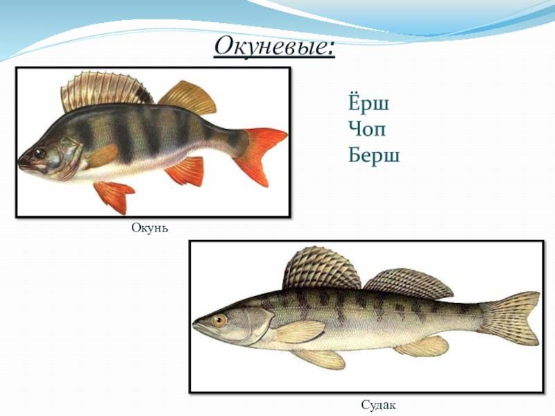 Берш: отличие от судака, как готовить рыбу