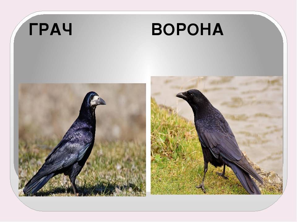 Ворон и грач отличия: разбираем особенности и повадки птиц