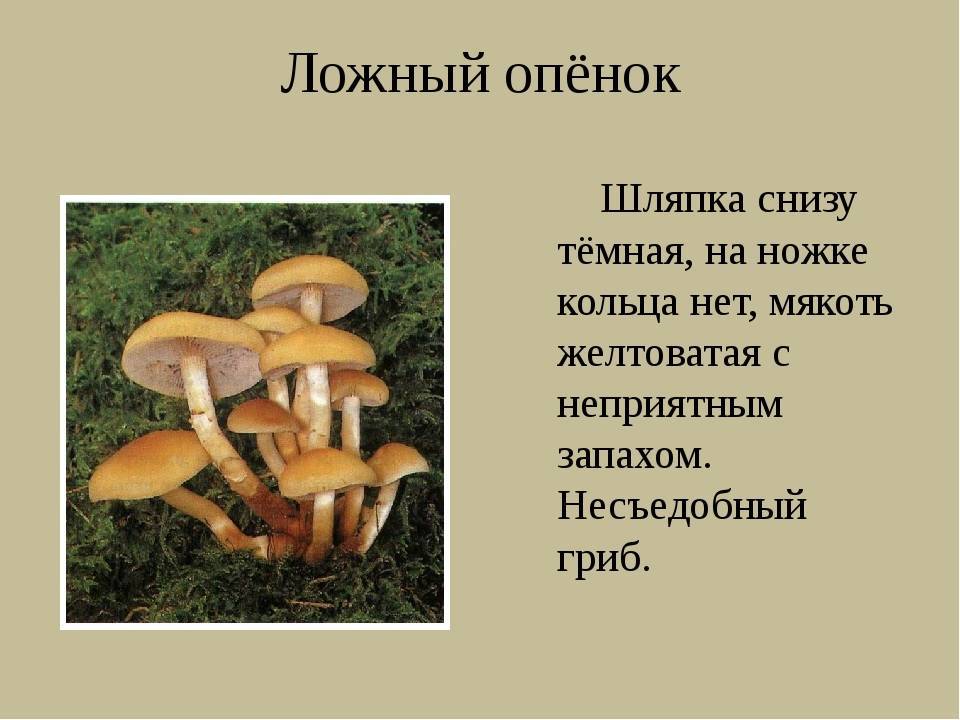 Грибы опята
