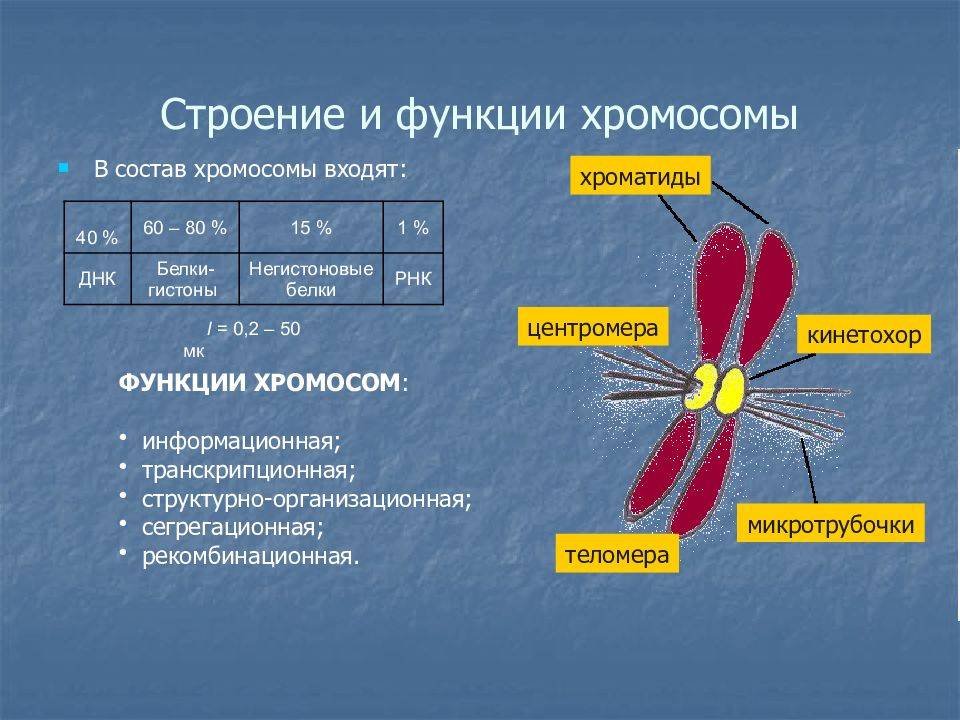 Классификация и функции хроматина: различают гетеро- и эухроматин. хромосома и хроматин: что это и чем они отличаются