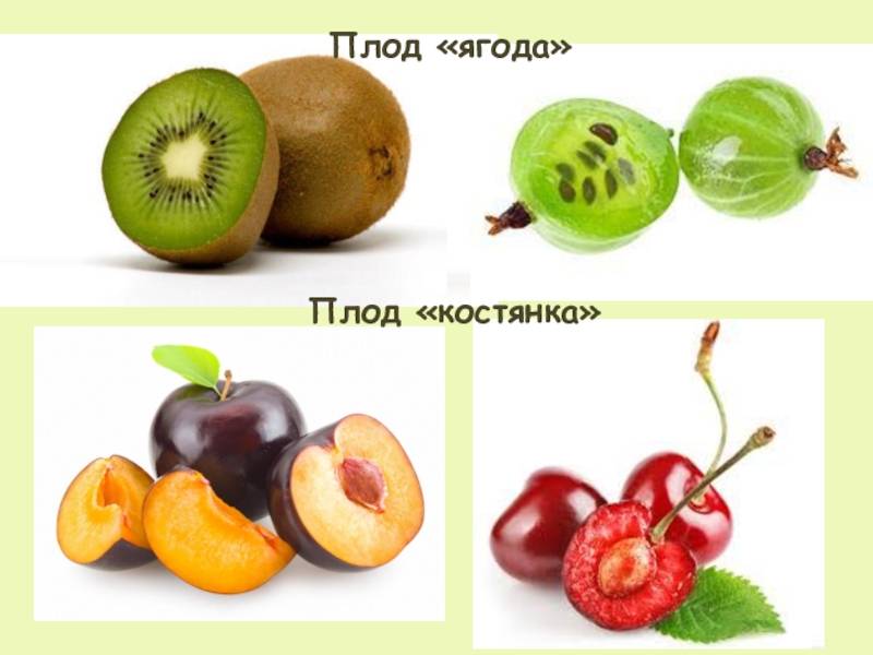 В чем разница между ягодами и фруктами, простое объяснение отличий