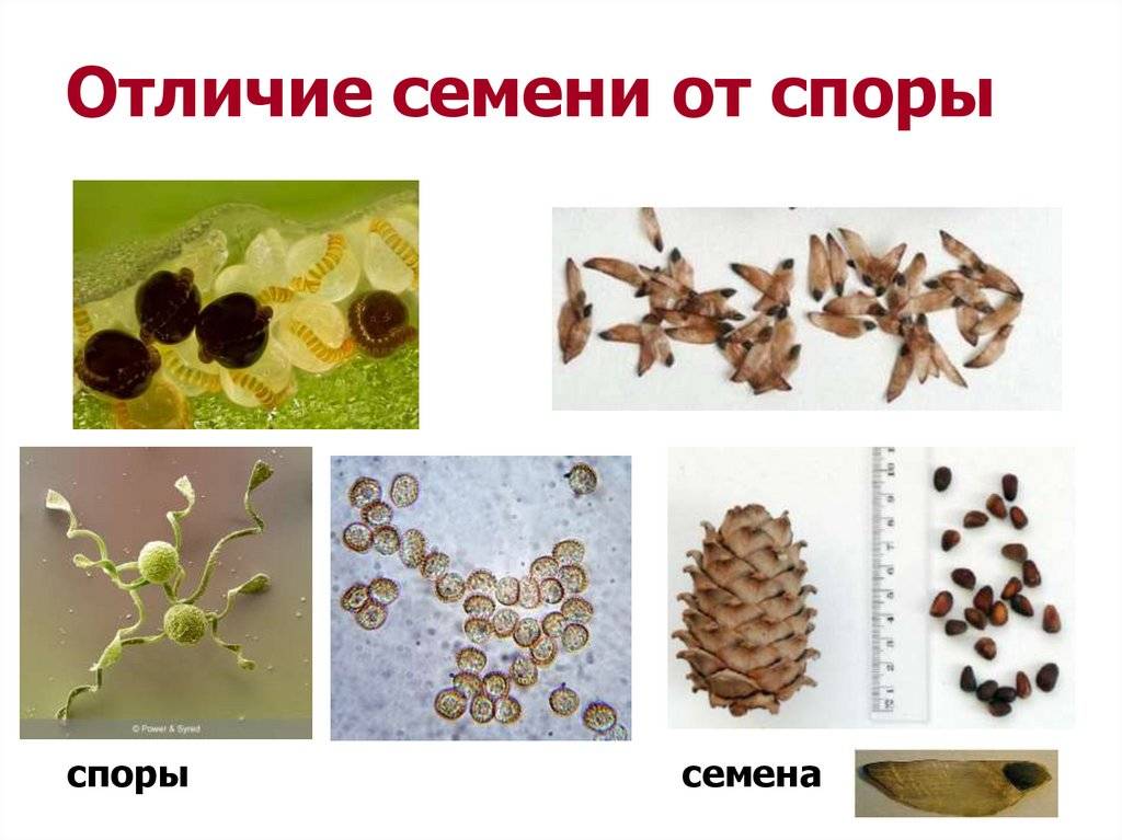 На что обратить внимание при сравнении семян и спор 6 класс - protipsgig.ru
