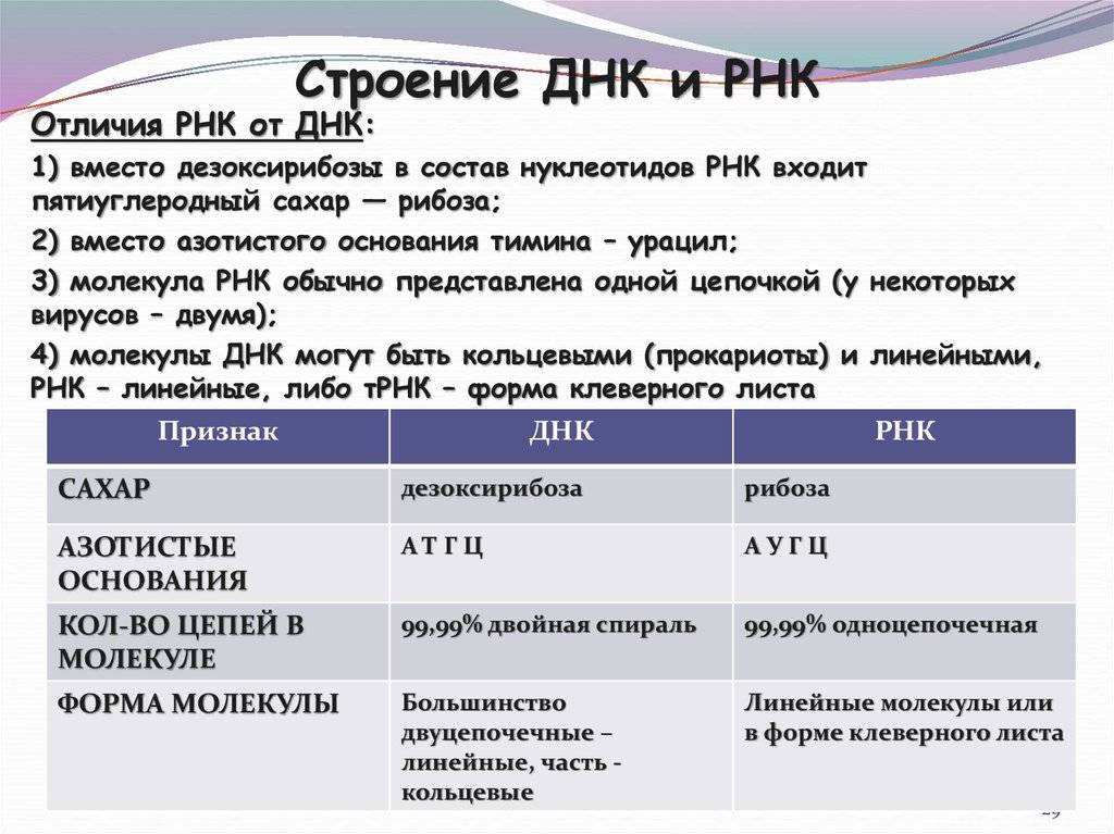 Днк и рнк нуклеиновых кислот: строение и функции, различие