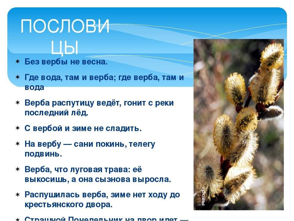 Отличия вербы от ивы