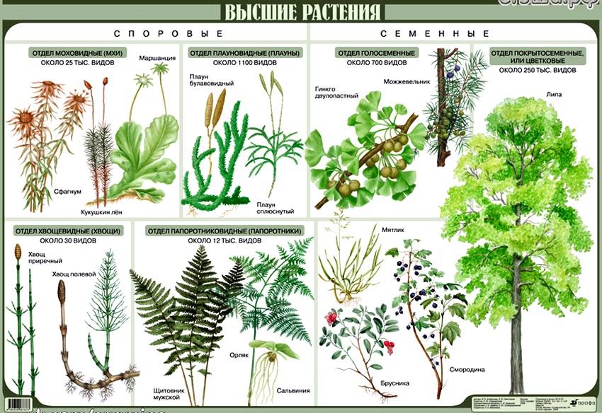 Разнообразие высших растений: происхождение и жизненный цикл, отличия от низших растений