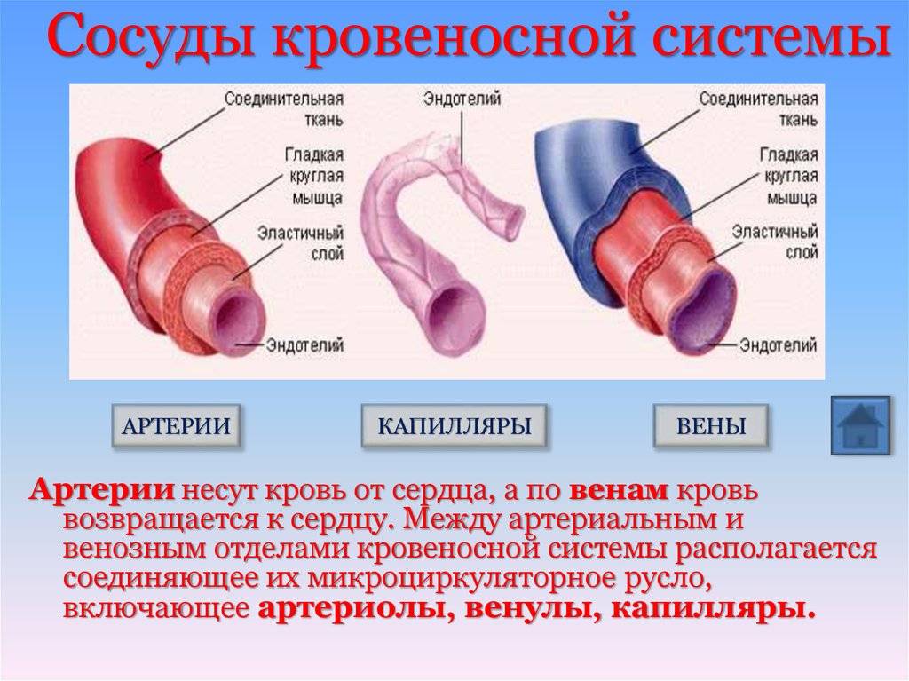 Венозная и артериальная кровь различия