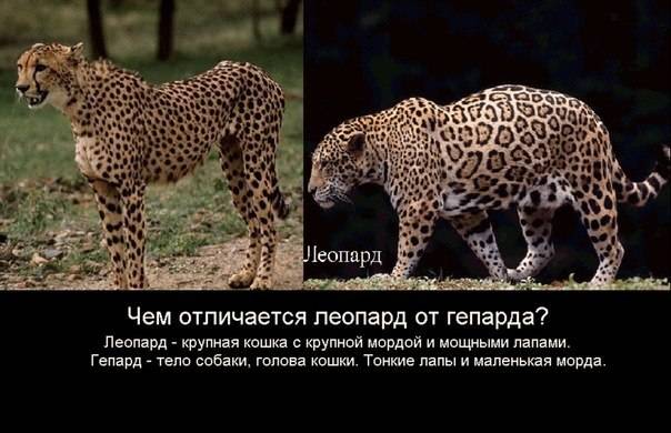 Различия между ягуаром, леопардом и гепардом - полное руководство