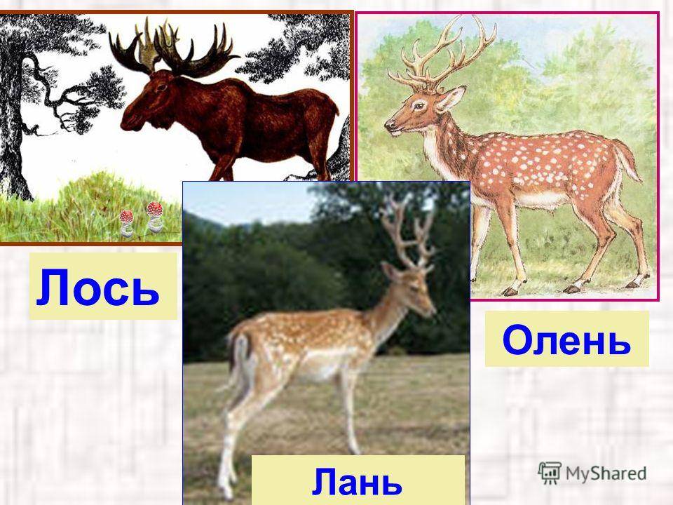 Чем лось от оленя отличается?