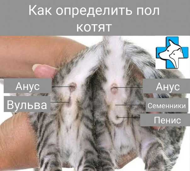 5 проверенных и распространенных способов, как определить пол котенка самостоятельно