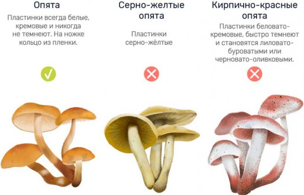 Как отличить опята от ложных опят: в чем разница между настоящими и несъедобными