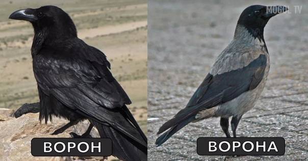 Признаки отличия ворона от вороны: как определить разницу между птицами