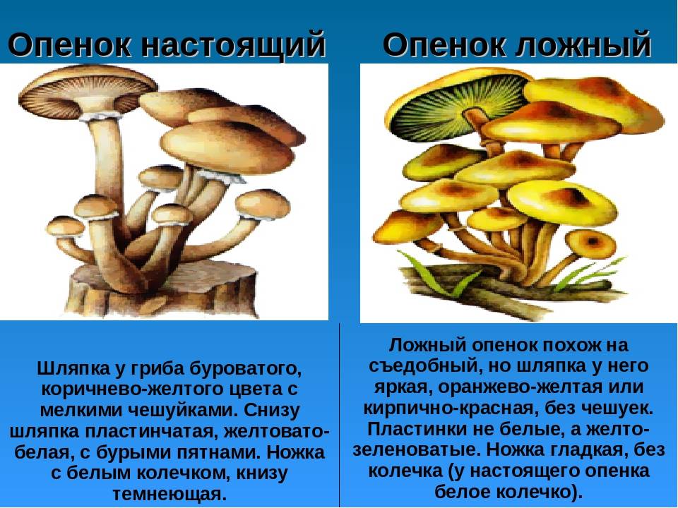 Как отличить опята от ложных опят: в чем разница между настоящими и несъедобными