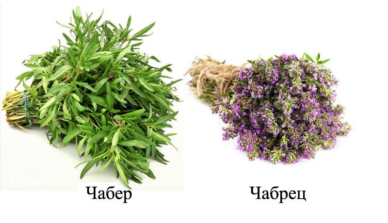 Лечебные свойства чабреца и его использование в народной медицине