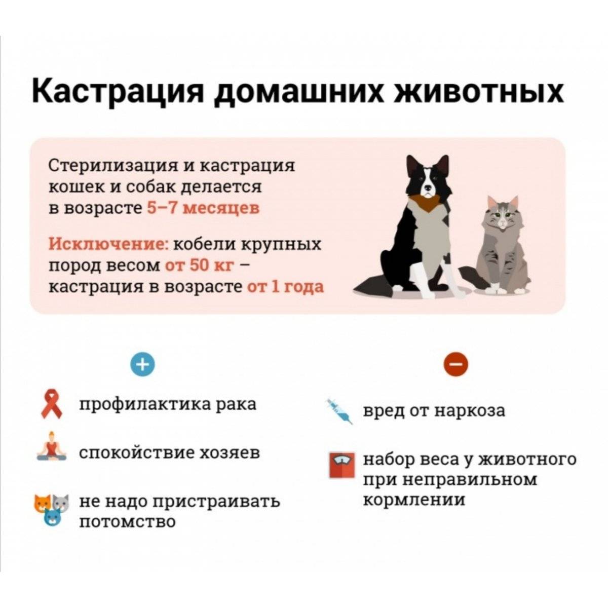 Кастрация или стерилизация? в чем разница между стерилизацией и кастрациейвсе о породах кошек с описанием, фотографиями и названиями.