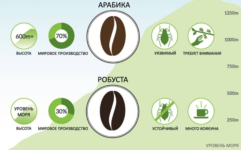 Робуста или арабика: что лучше, отличия