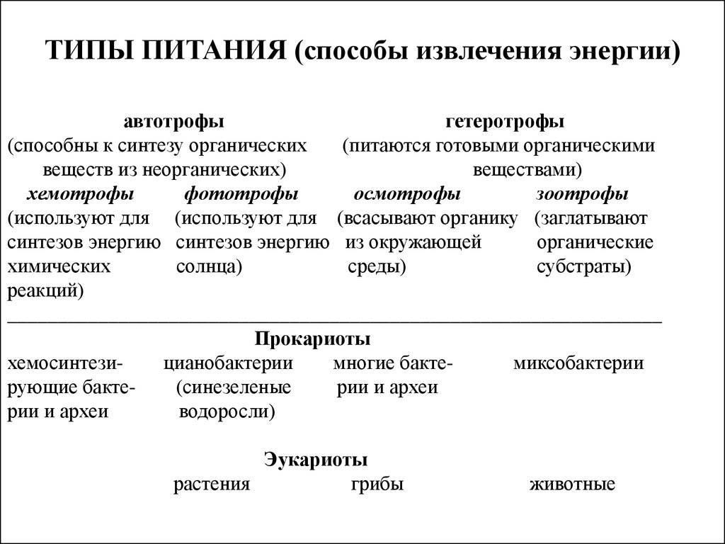 Автотроф против гетеротрофа - разница и сравнение - образование - 2024
