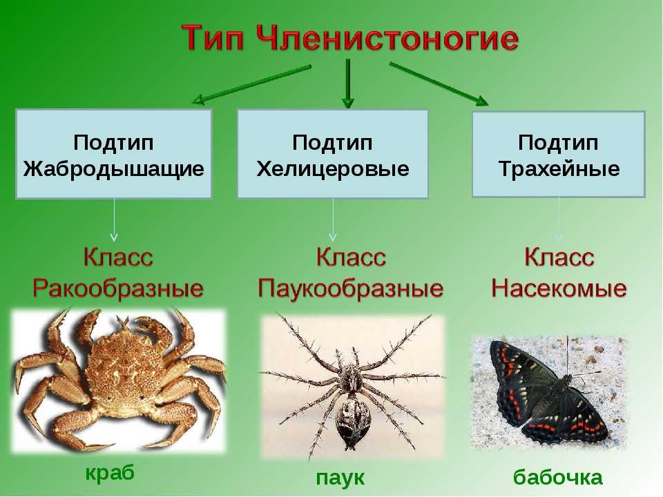 Чем они отличаются от насекомых. разница между пауками и насекомыми