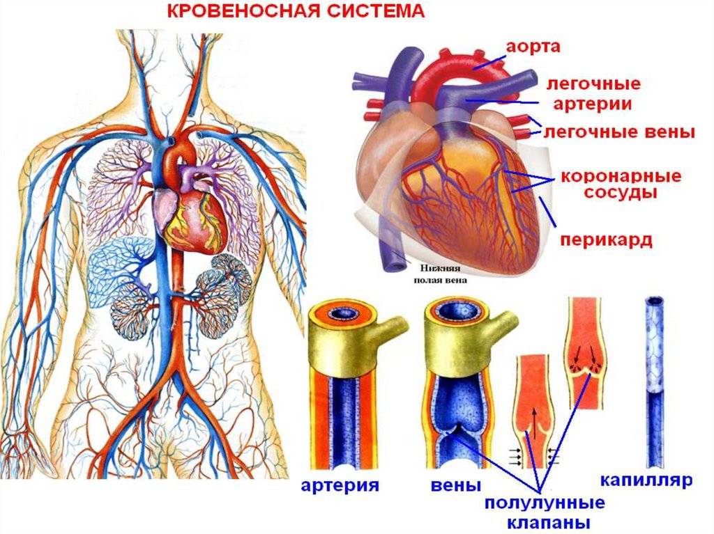 Какая разница между венами и артериями? | медицинская энциклопедия