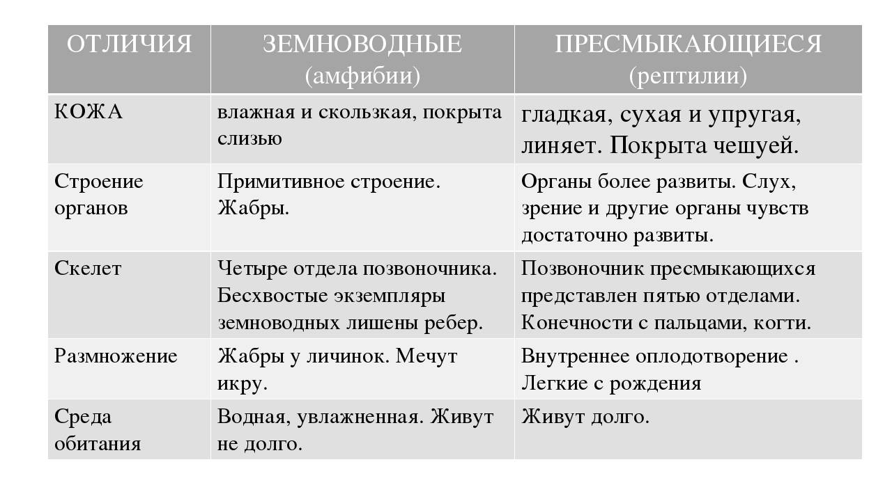 Чем отличаются земноводные от пресмыкающихся?